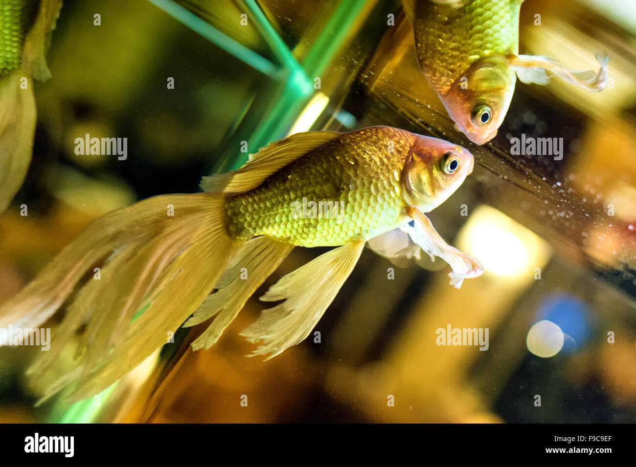 Closeup of a single fantail goldfish swimming in a fish tank Stock