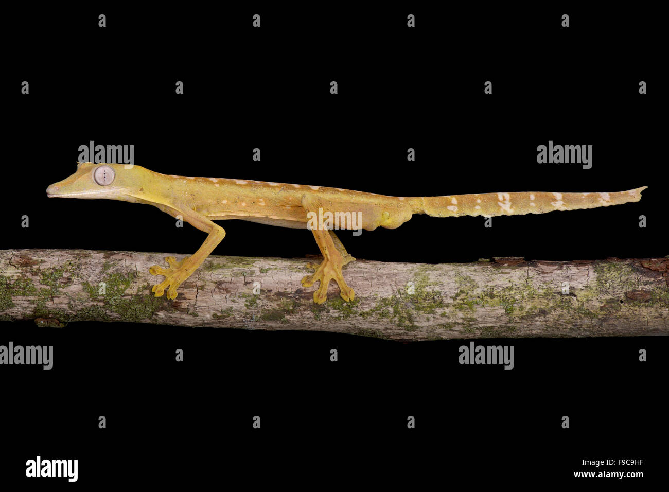 Lined Flat-tail Gecko (Uroplatus lineatus) Stock Photo