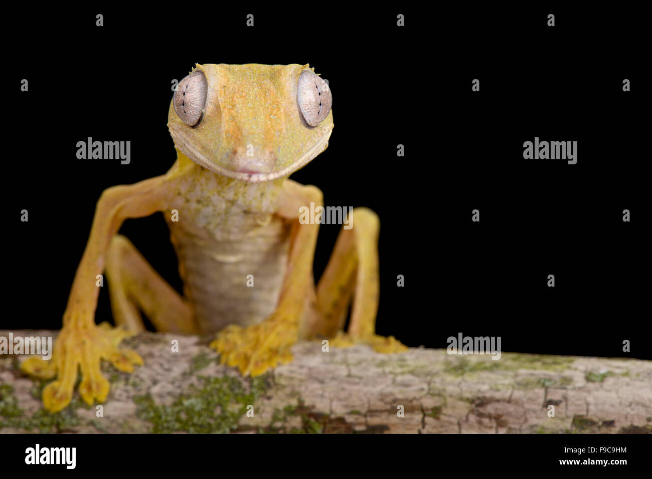 Lined Flat-tail Gecko (Uroplatus lineatus) Stock Photo