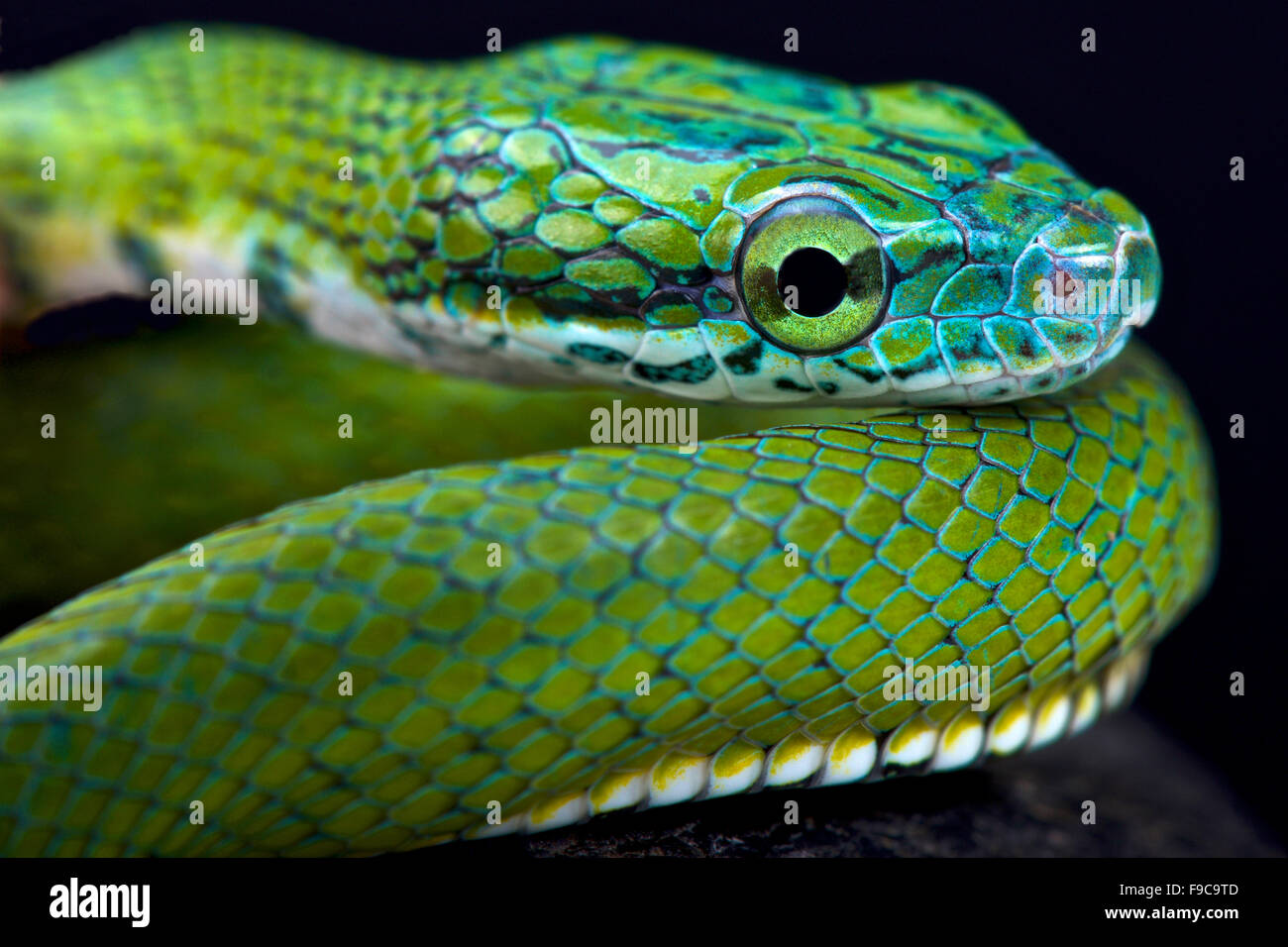 Greater Green Snake - Ptyas major —