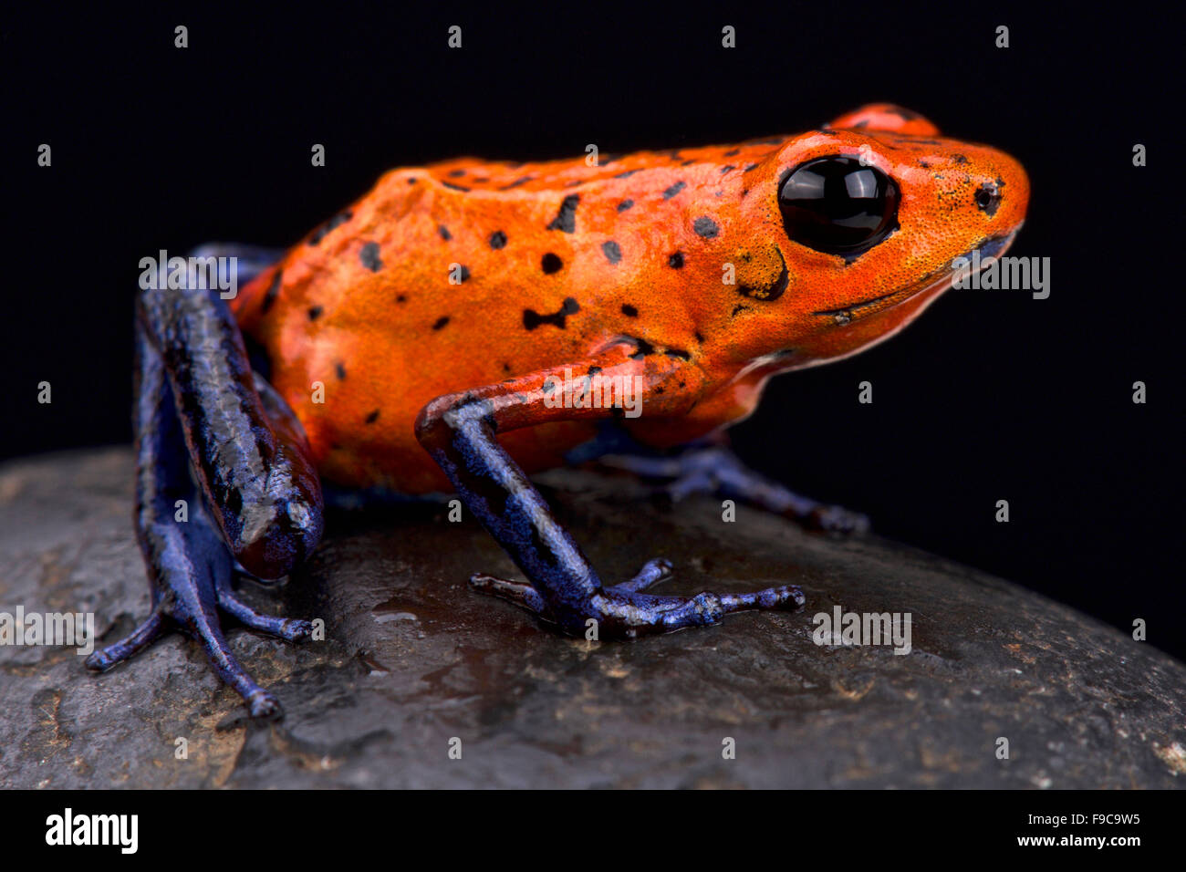 Strawberry dart frog (Oophaga pumilio) Stock Photo