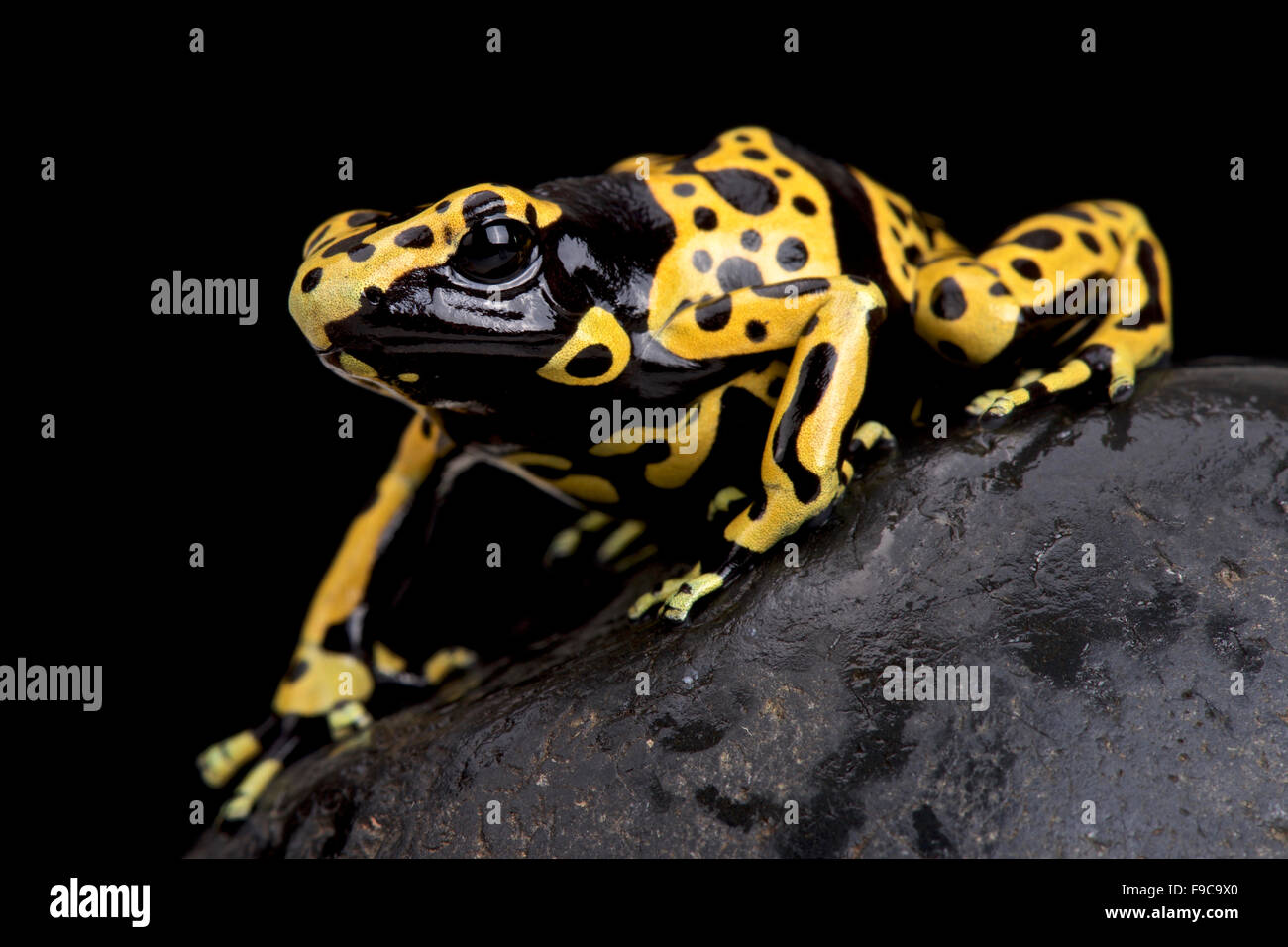 yellow-banded poison dart frog (Dendrobates leucomelas) Stock Photo