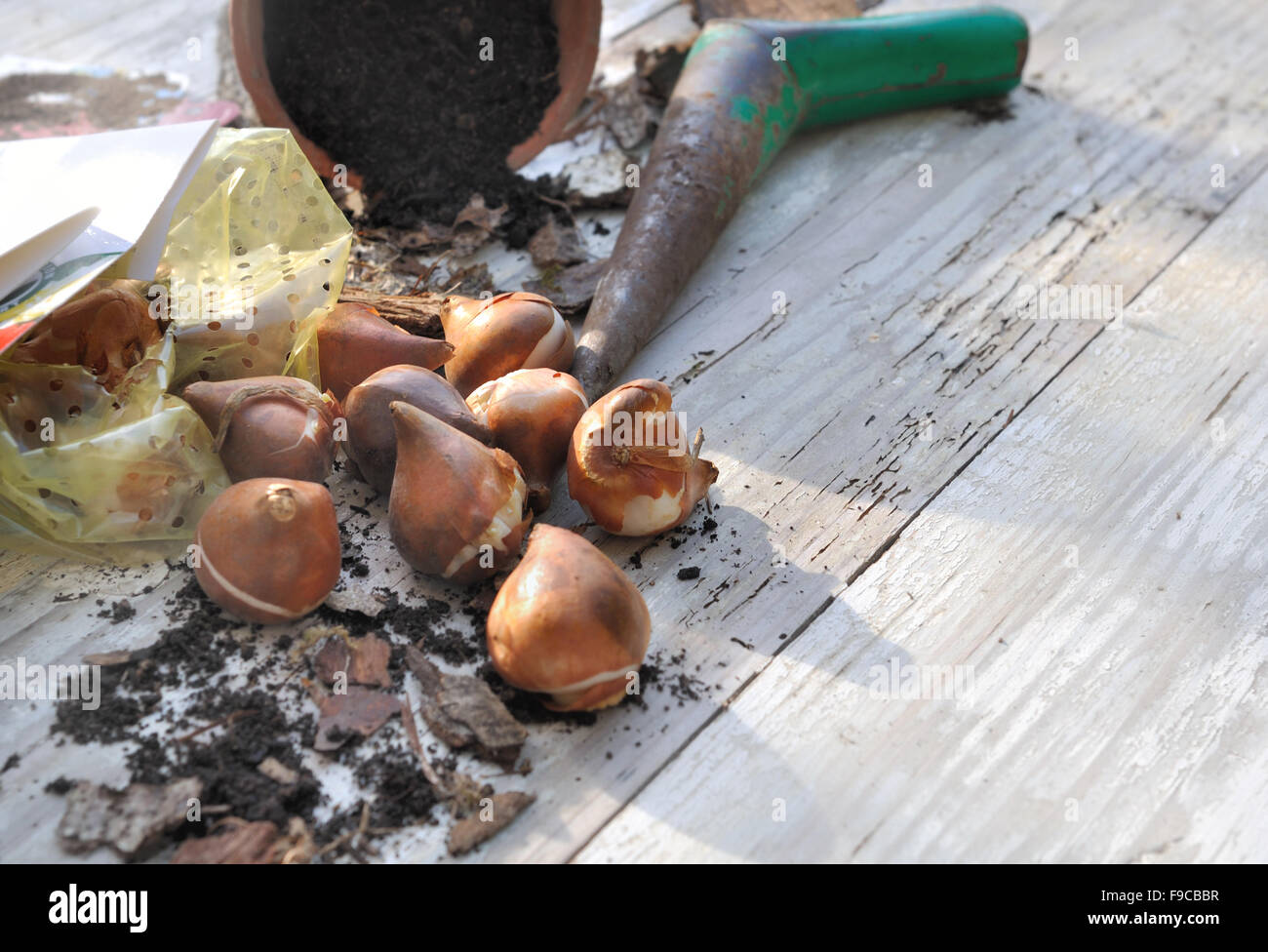 some flower bulb  with dibble  on a garden table Stock Photo