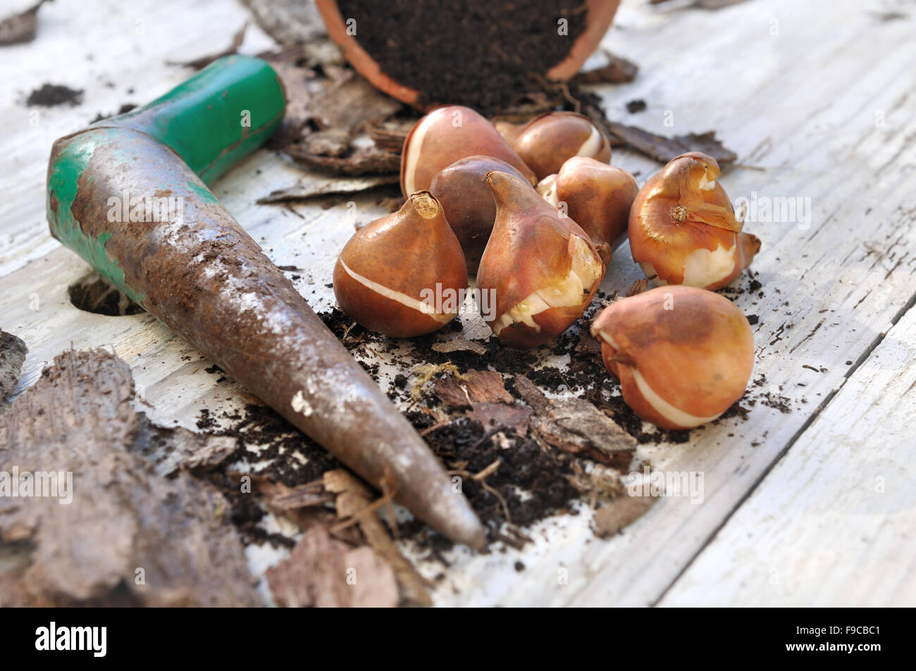 some flower bulbs  with dibble on a garden table Stock Photo