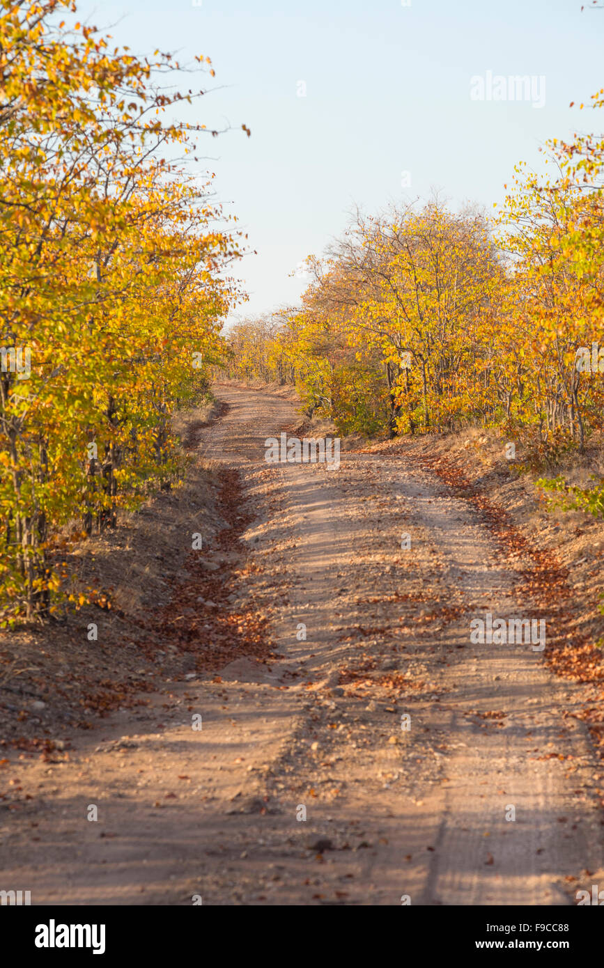 A dirt track winds through lush green Mopane Colophospermum mopane forest in Zimbabwe's Gonarezhou National Park. Stock Photo