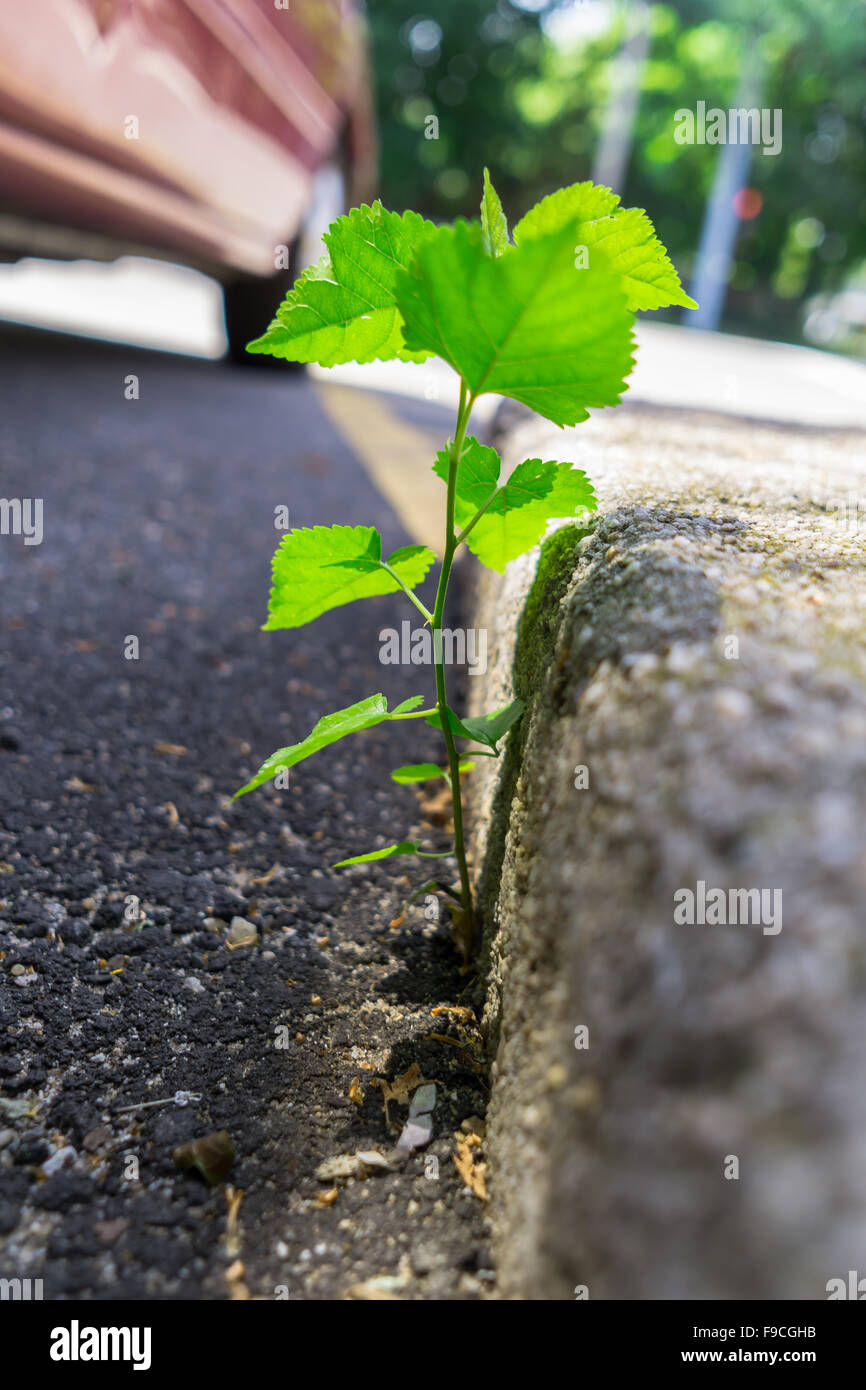 a small plant growing in concrete in a parking lot Stock Photo - Alamy