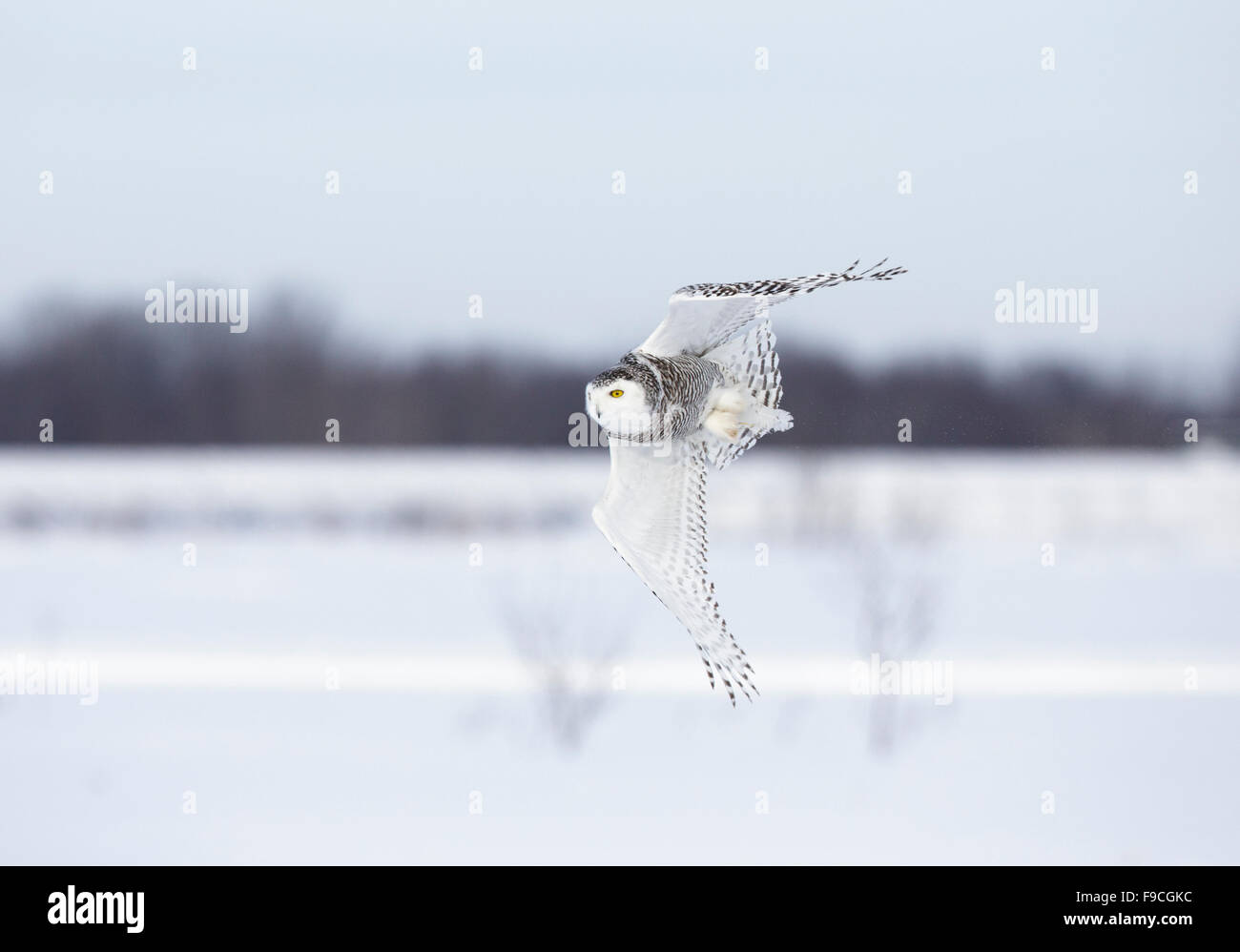 Snowy Owl, Bubo scandiacus, in winter snow covered landscape, Stock Photo