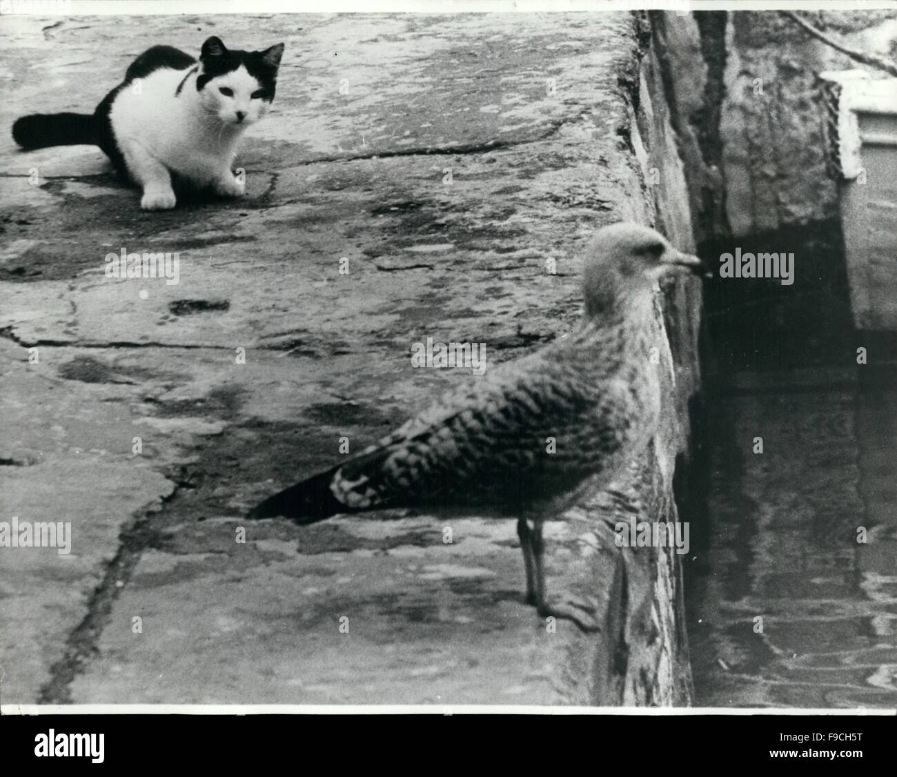 1964 Tempting You can bet that the seagull is fully aware of the cat