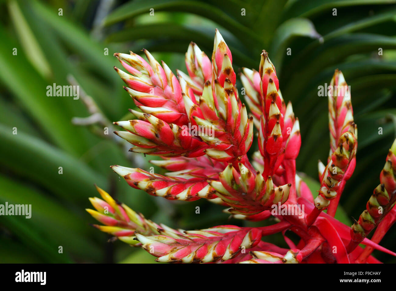 red tropical plant Stock Photo