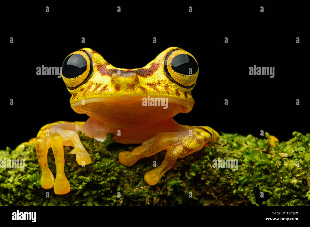 Imbabura Treefrog (Hypsiboas pictuator), Treefrog family (Hylidae), Choco rainforest,  Ecuador Stock Photo