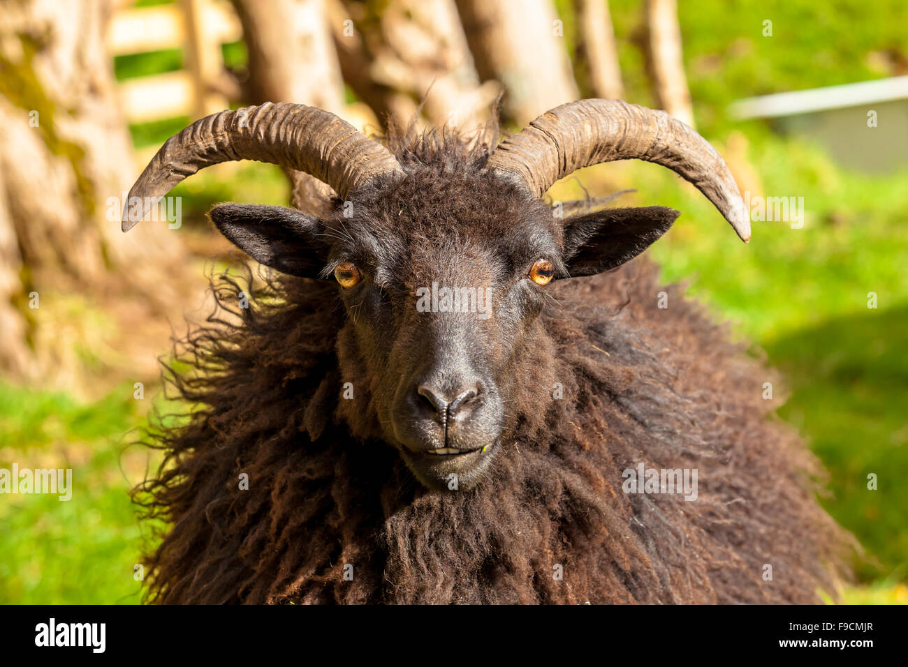 Black Male Sheep Stock Photo
