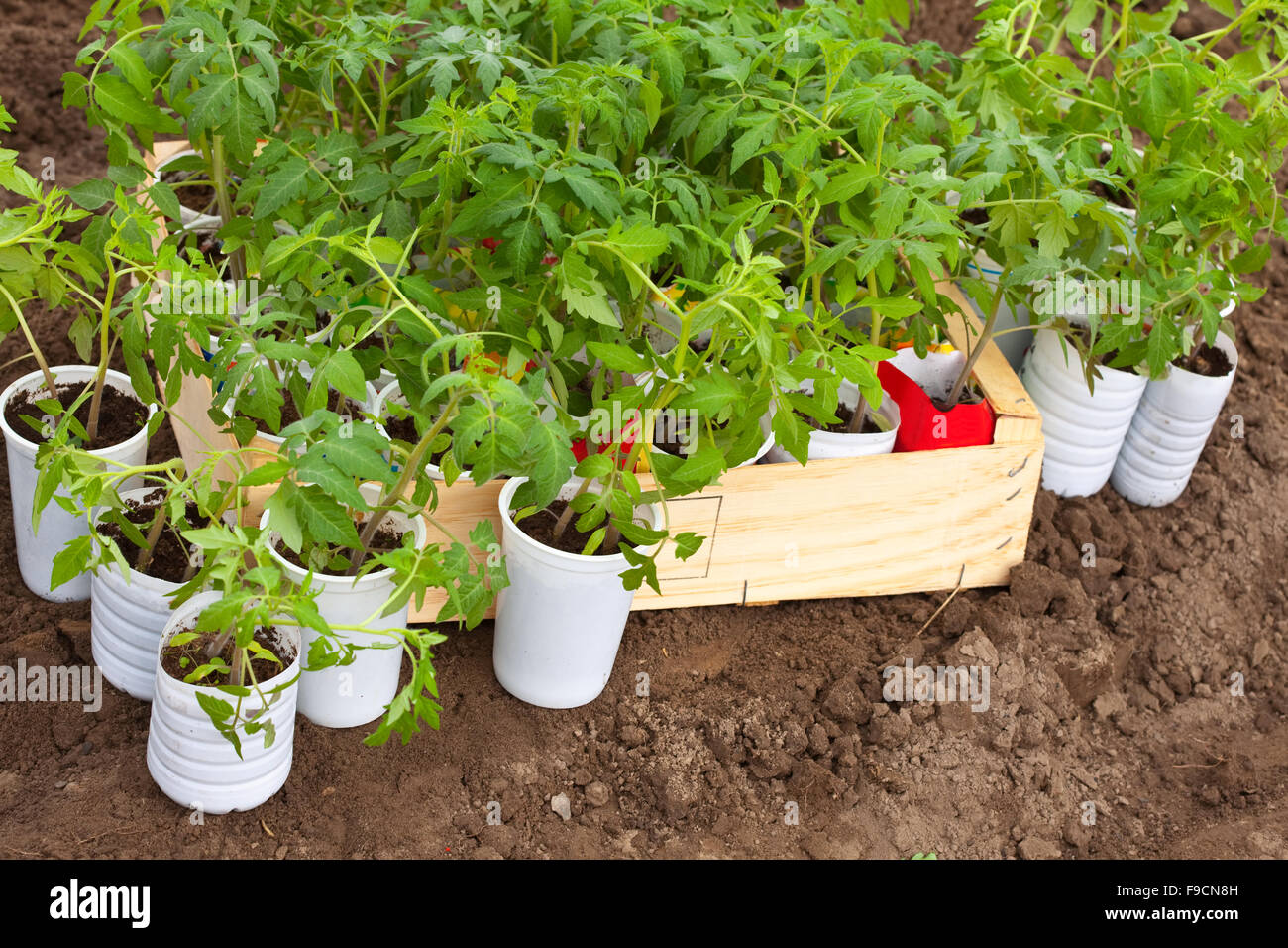 Seedlings tomato in pots over ground Stock Photo Alamy
