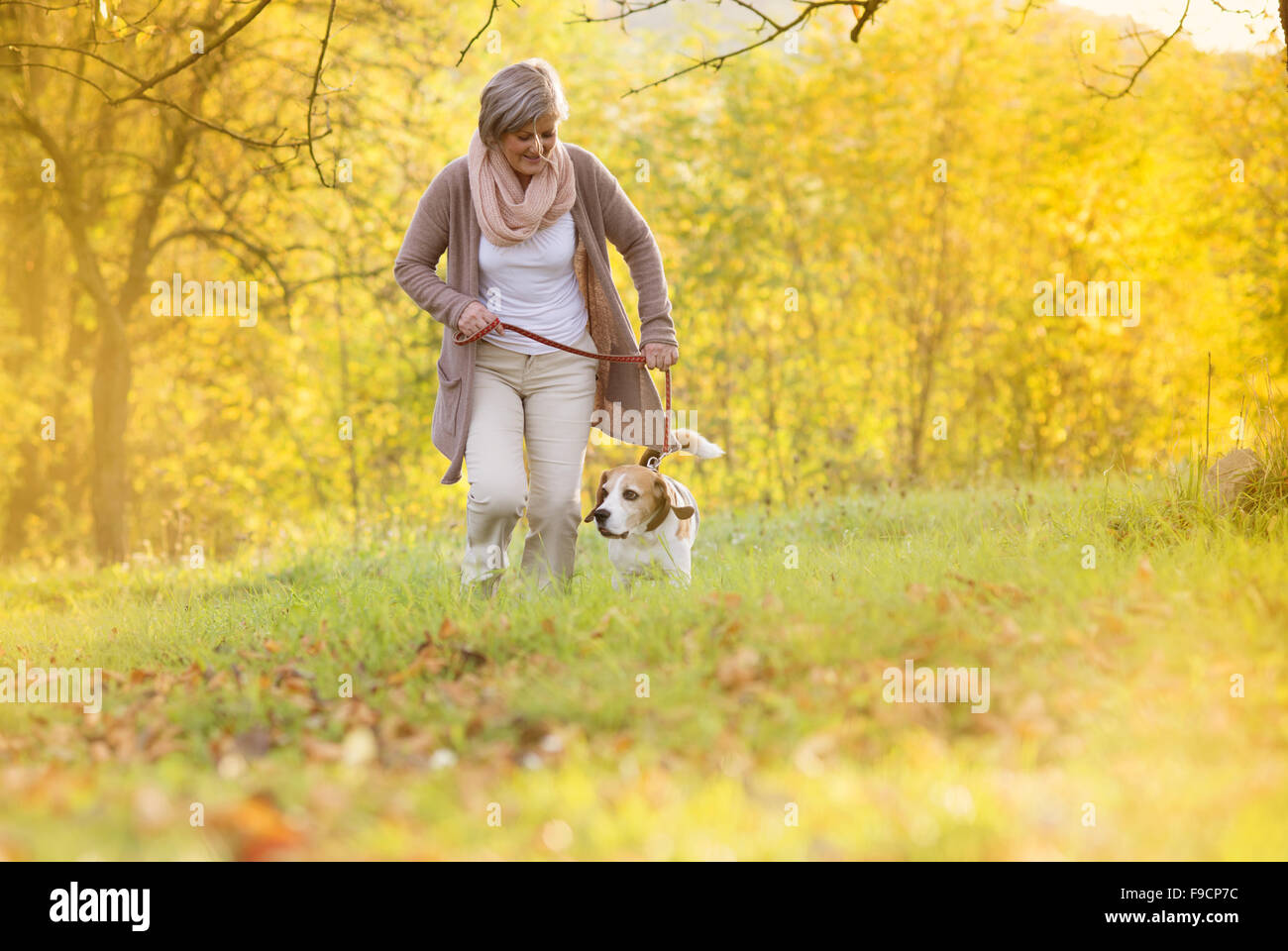 Senior woman walking her beagle dog in countryside Stock Photo