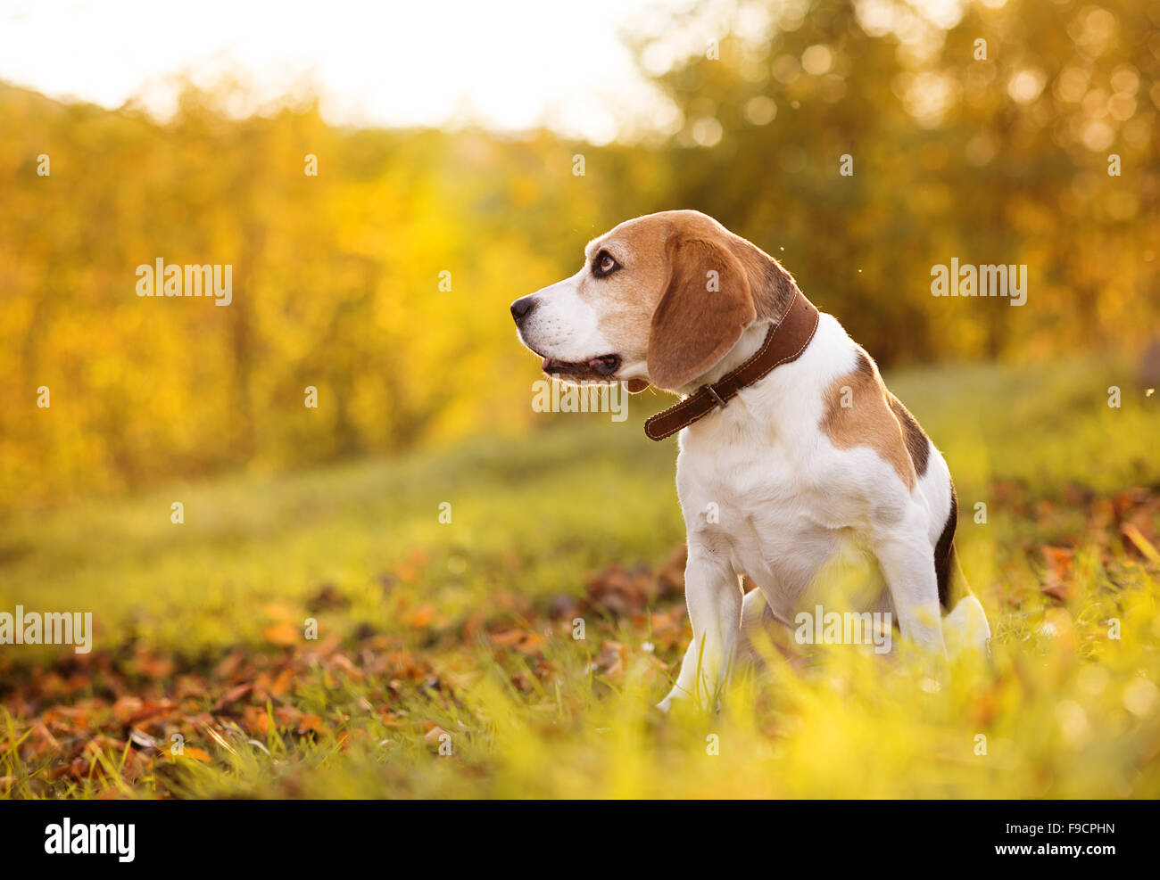 Beagle dog portrait on sunshine background in nature Stock Photo