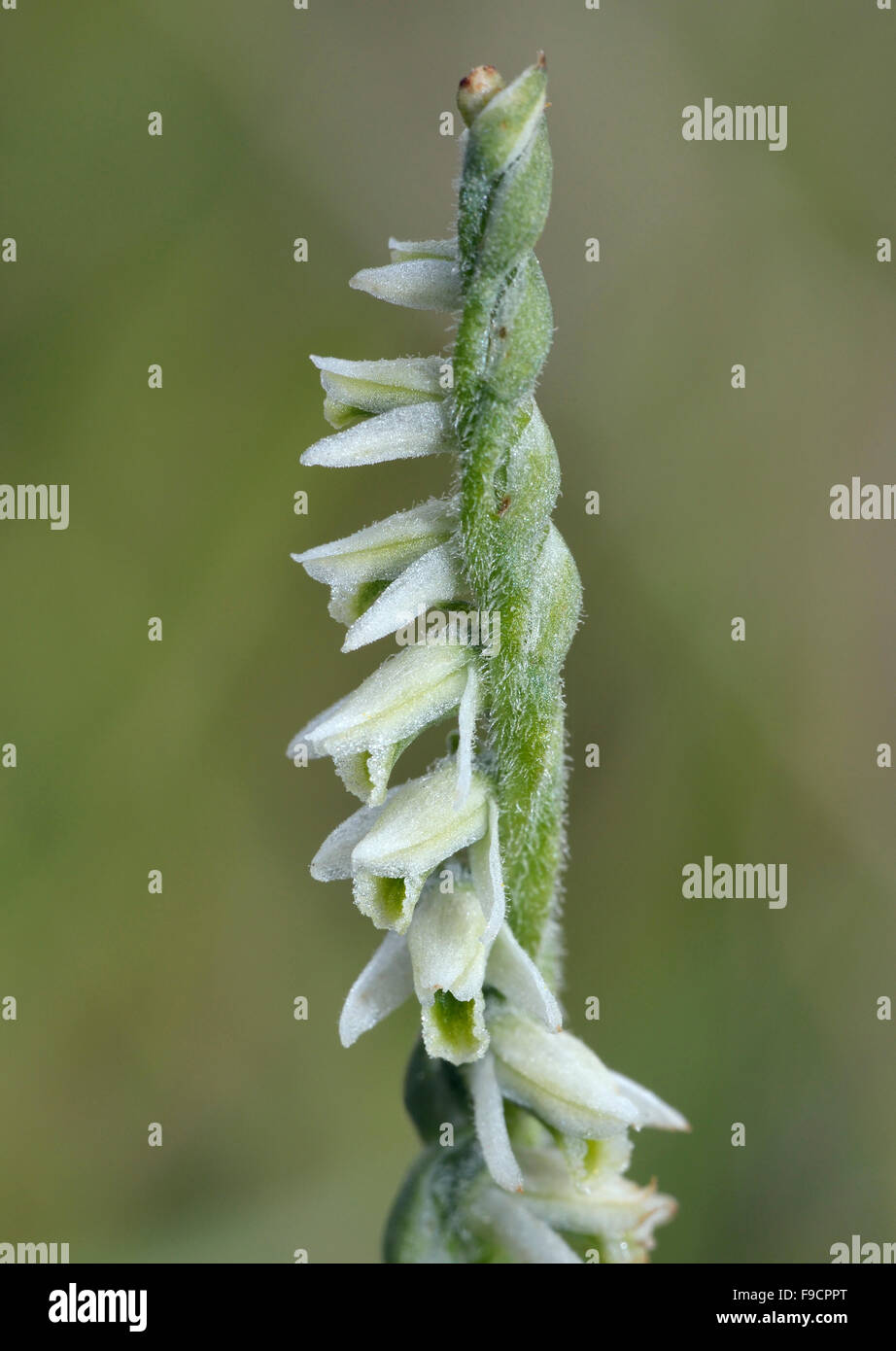 Autumn Lady's Tresses - Spiranthes spiralis Stock Photo