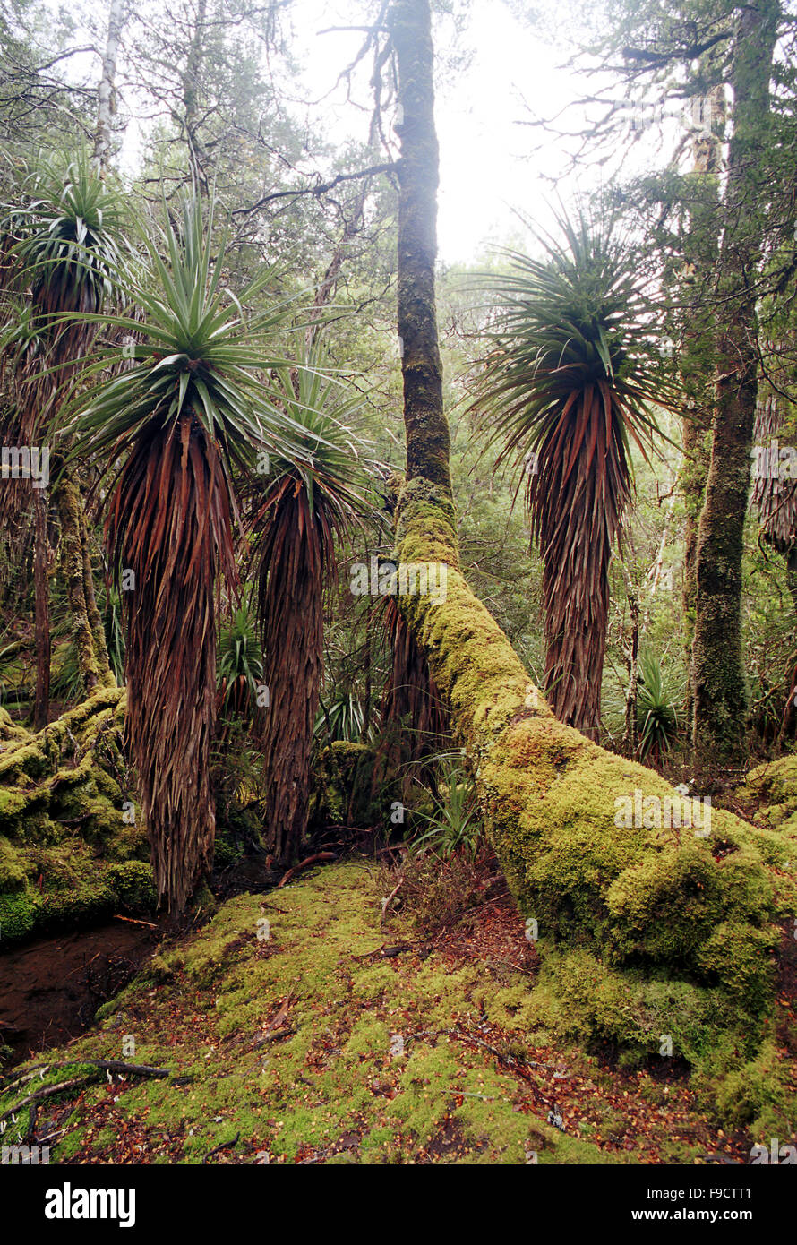 Australia Pine Valley, Tasmania Stock Photo Alamy