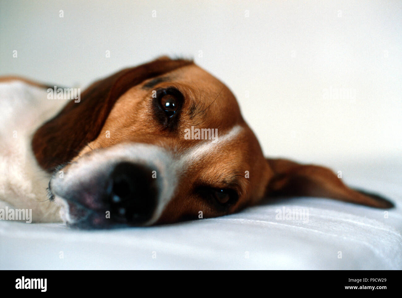 Laying Truly Beagle Stock Photo