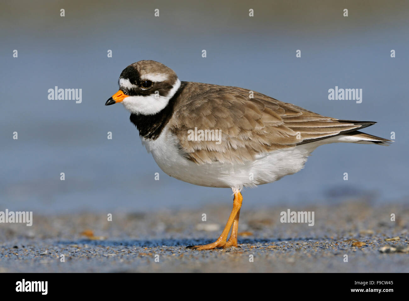 Great Ringed Plover / Common Ringed Plover ( Charadrius hiaticula ) tripping along the driftline; North Sea, Germany. Stock Photo