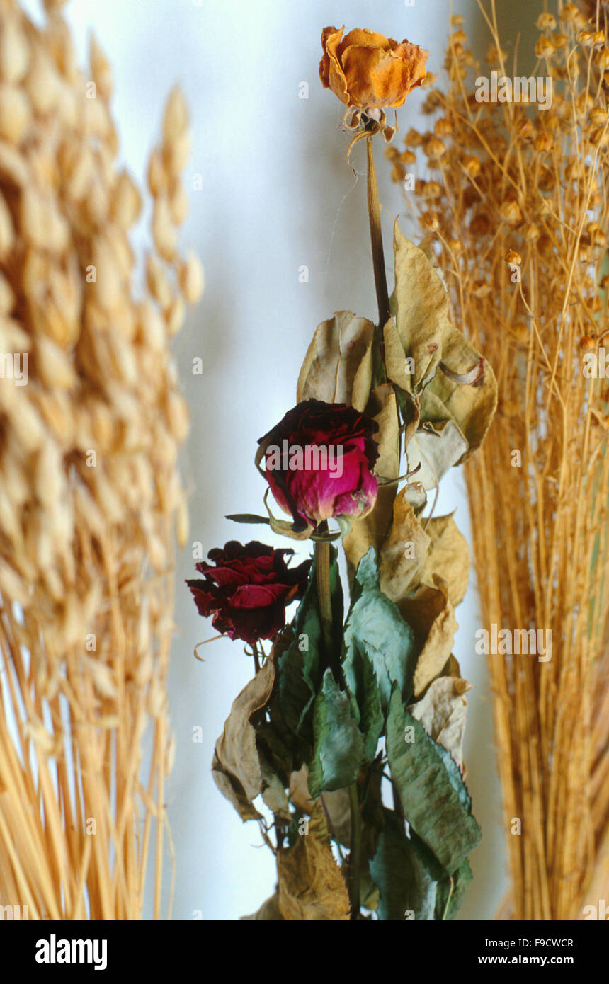 Bunch of dried blooms hi-res stock photography and images - Alamy