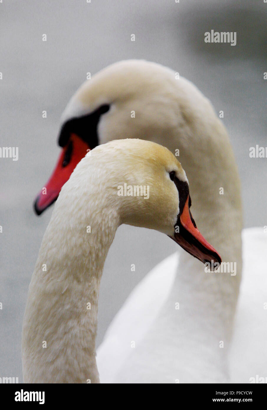 Swan With Two Necks High Resolution Stock Photography and Images Alamy