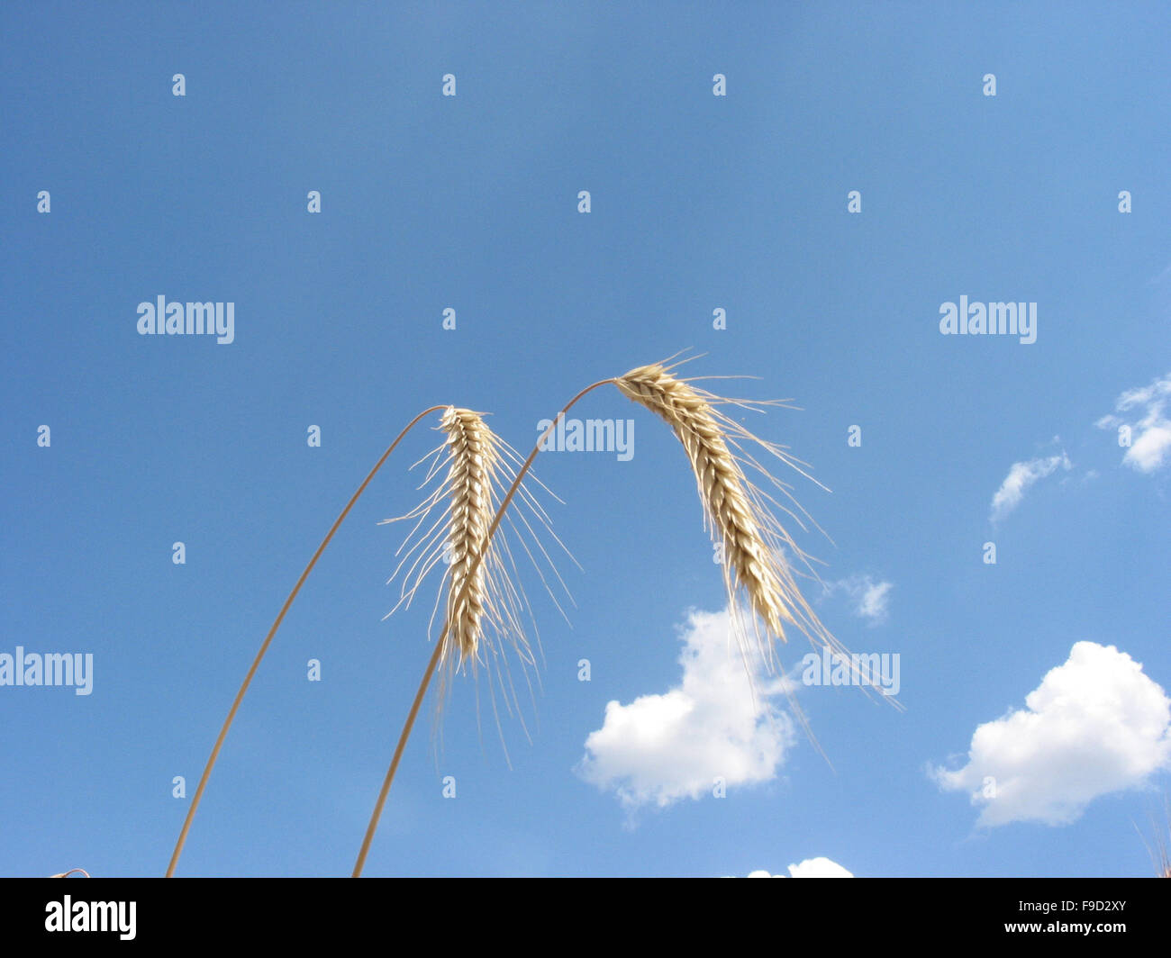 Two Wheat ears Stock Photo