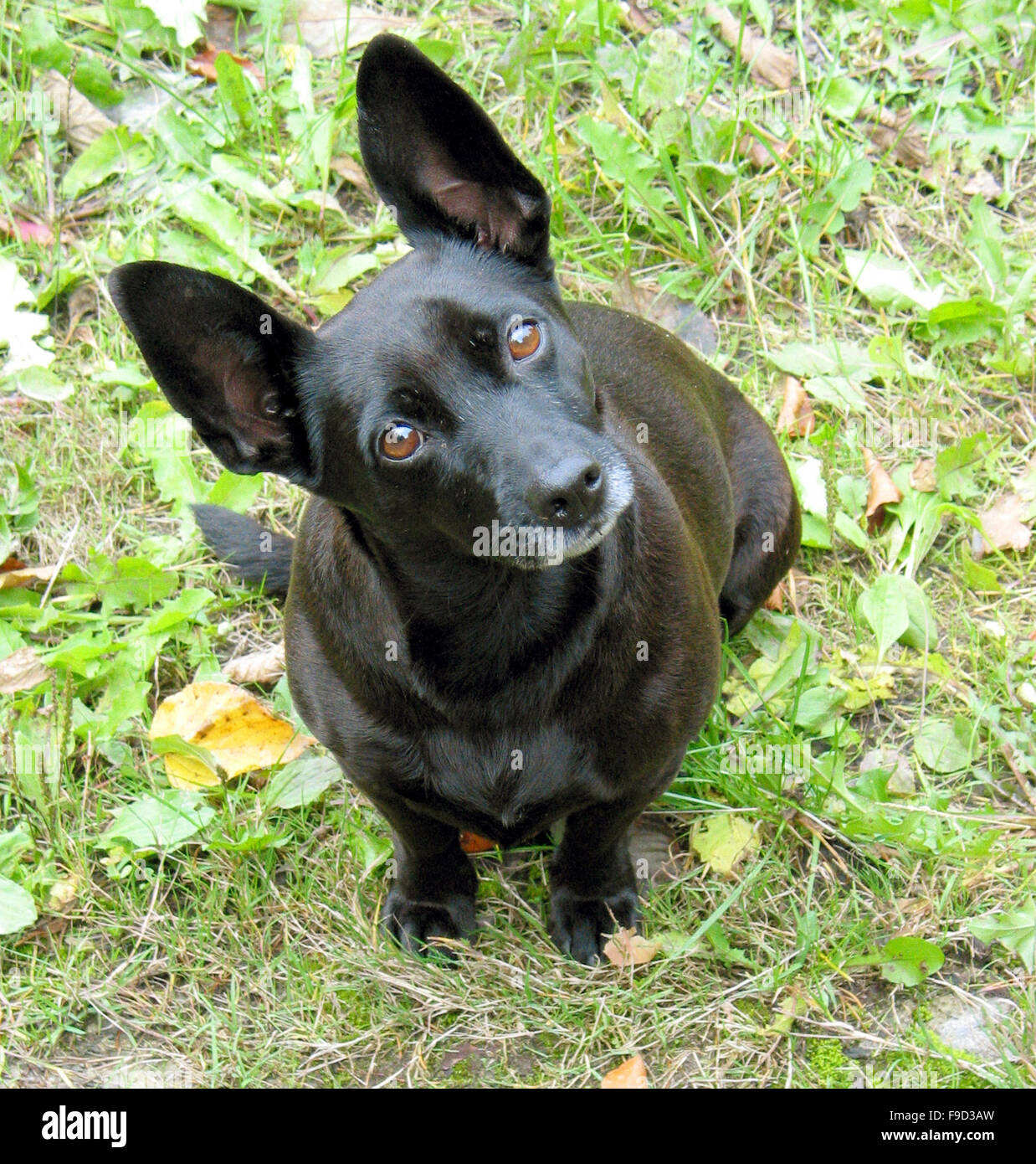 all black small dogs