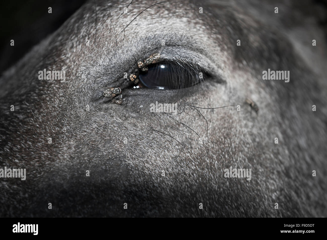 Horses eye with flies Stock Photo - Alamy