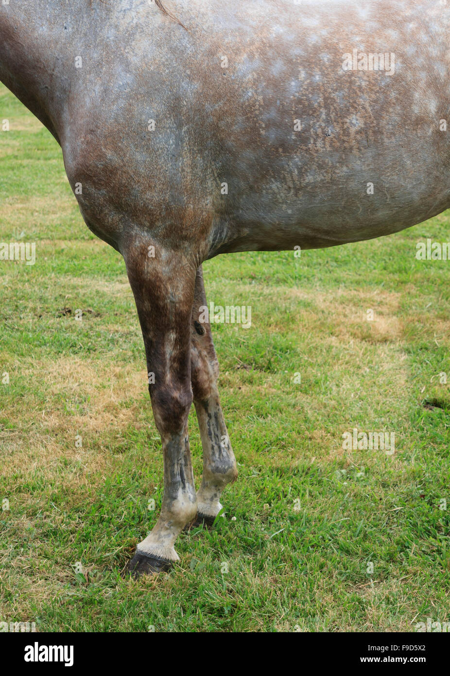 Horse skin and grass textures Stock Photo