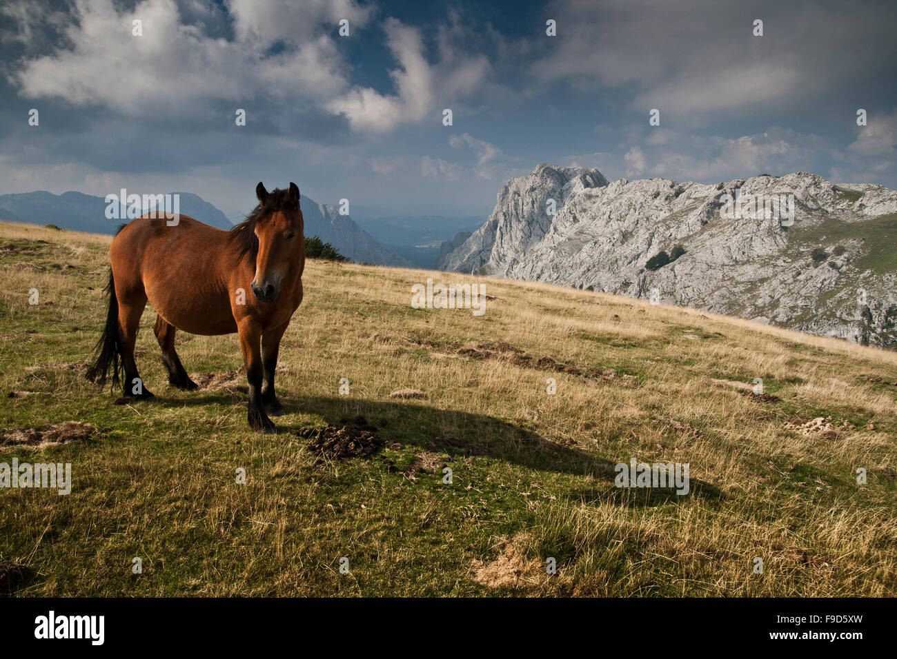 Horse in Urkiolagirre meadows, Basque Country Stock Photo
