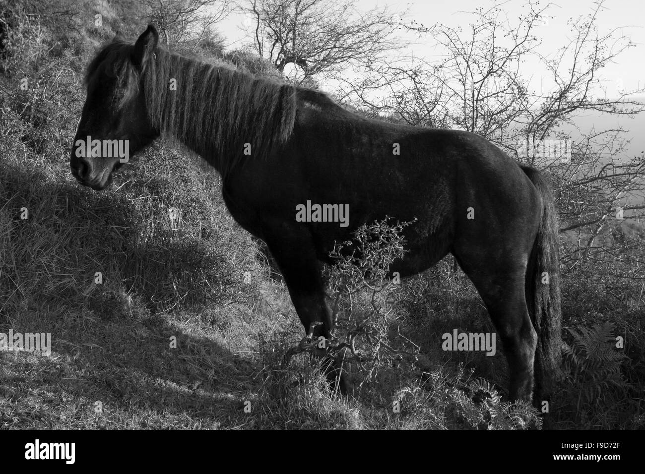 Black horse Stock Photo