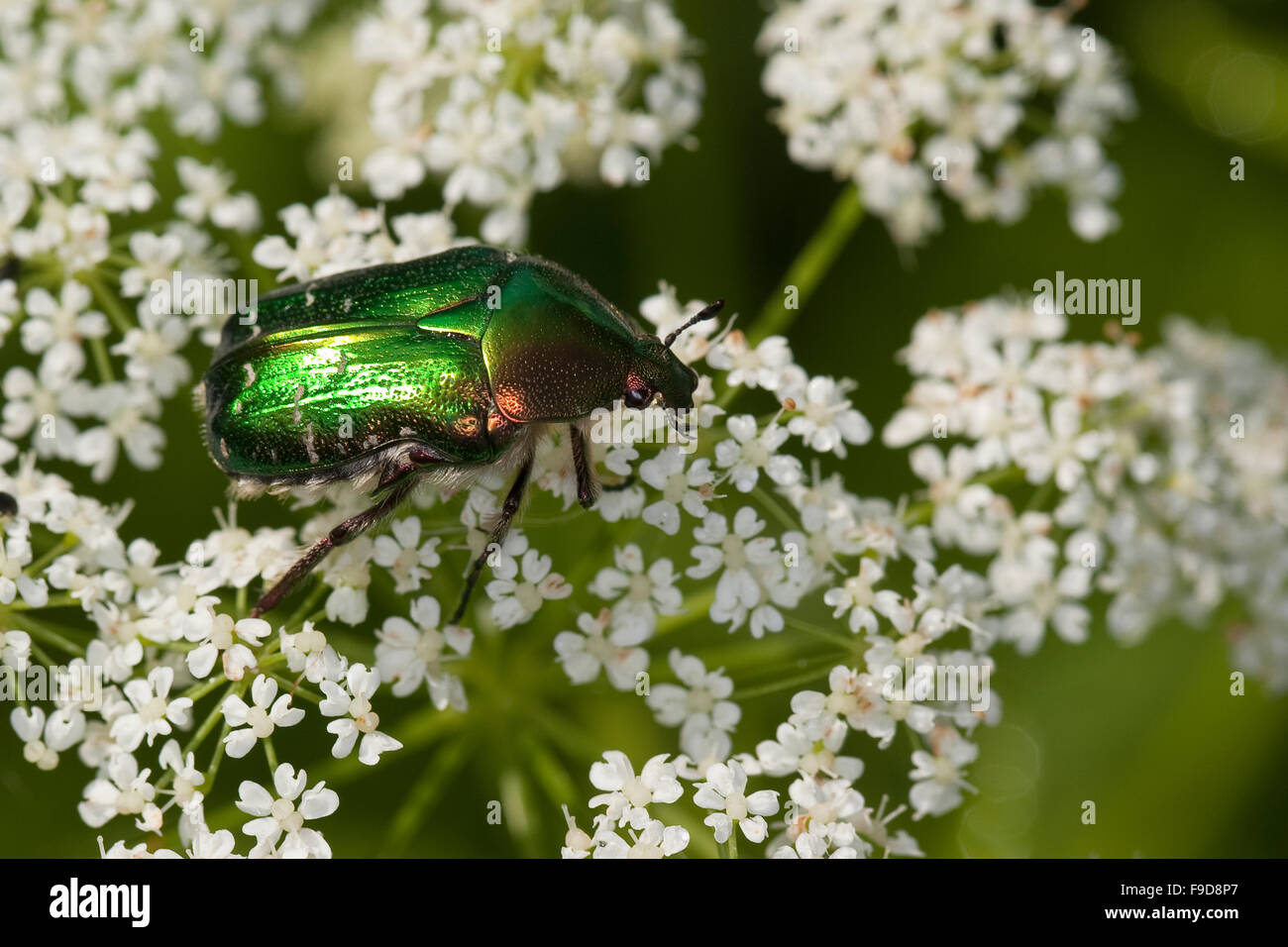 Rose chafer, rose-chafer, Gemeiner Rosenkäfer, Goldkäfer, Gold-Rosenkäfer, Goldrosenkäfer, Blütenbesuch, Cetonia aurata Stock Photo