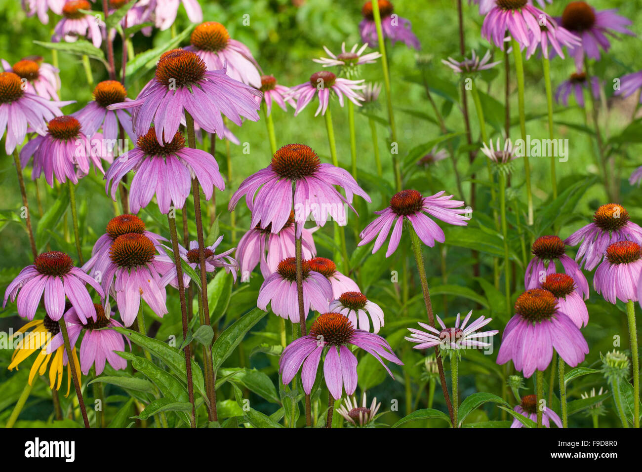 Purple Cone Flower, coneflower, Roter Sonnenhut, Purpur-Sonnenhut, Echinacea purpurea, Rudbeckia purpurea, Brauneria purpurea Stock Photo