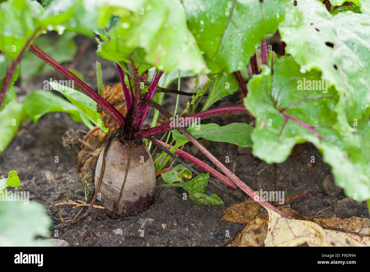 Beetroot, Root beet, garden beet, Rote Beete, Rote Bete, Rote Rübe, Beta vulgaris subsp. vulgaris, Mangel Wurzel Stock Photo