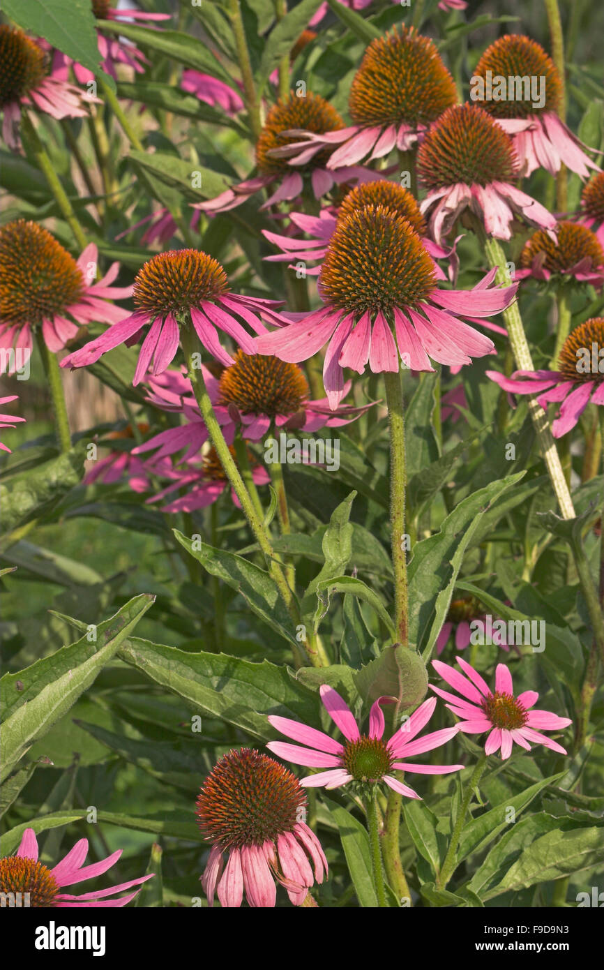 Purple Cone Flower, coneflower, Roter Sonnenhut, PurpurSonnenhut