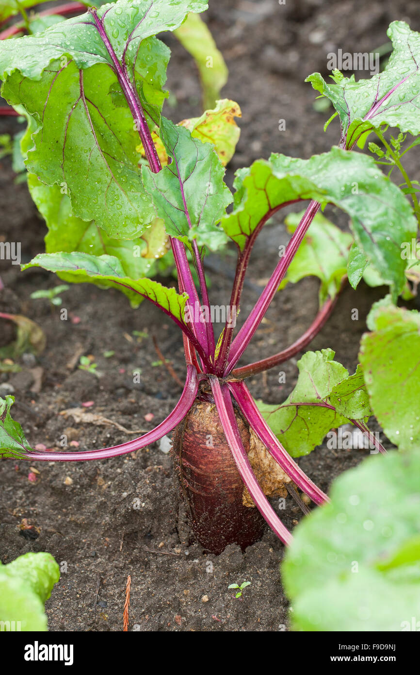Beetroot, Root beet, garden beet, Rote Beete, Rote Bete, Rote Rübe, Beta vulgaris subsp. vulgaris, Mangel Wurzel Stock Photo