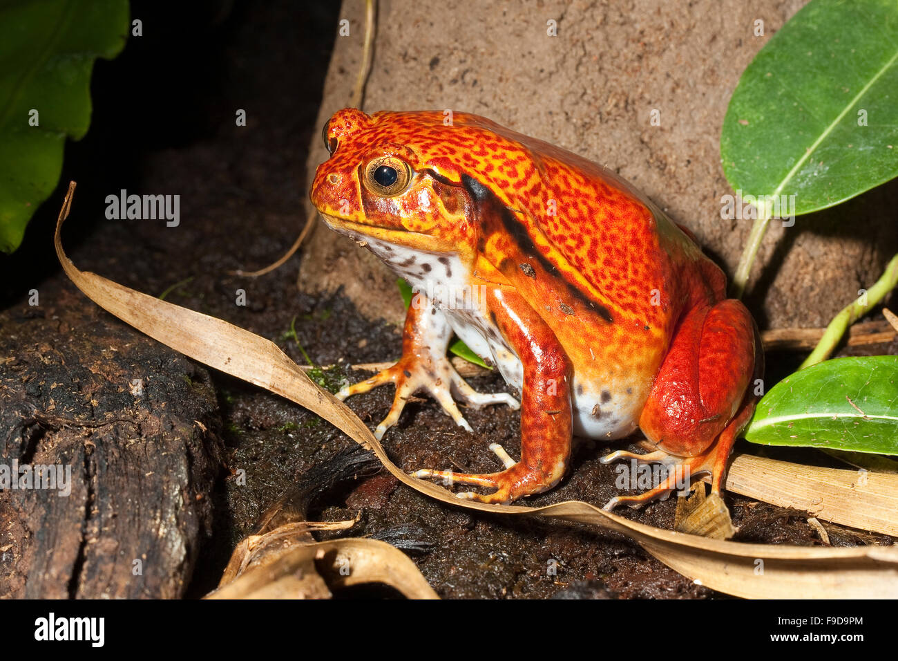 Southern Tomato Frog, False Tomato Frog, Südlicher Tomatenfrosch, Gefleckter Tomaten-Frosch, Frosch, Dyscophus guineti Stock Photo