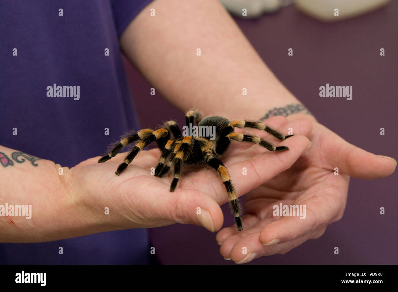 Mexican redknee tarantula spider Stock Photo