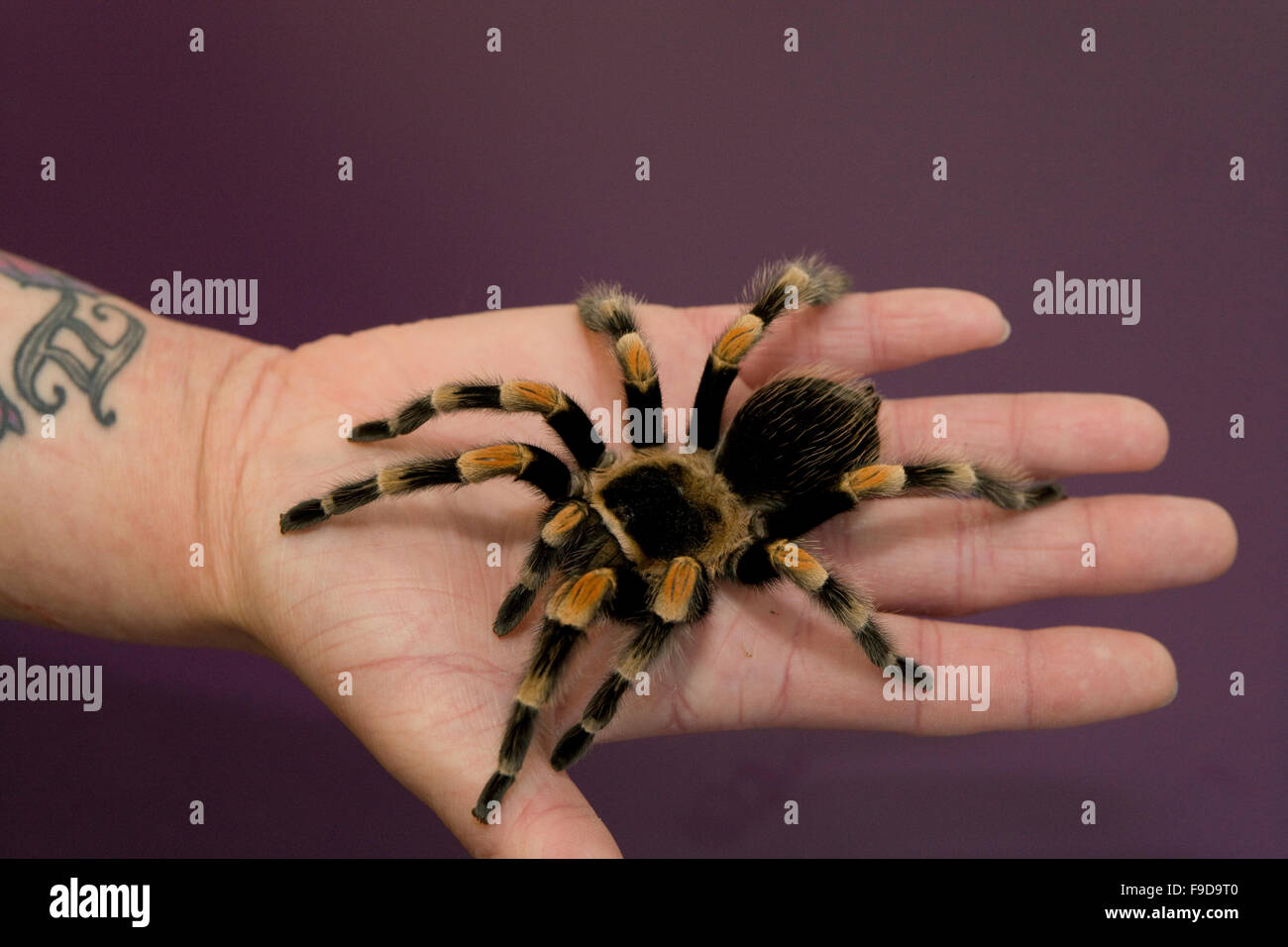 Mexican redknee tarantula spider Stock Photo