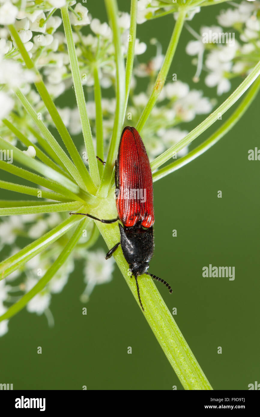 Cardinal click beetle, Roter Schnellkäfer, Rotdecken-Schnellkäfer, Ampedus spec., Schnellkäfer, Elateridae, Click beetles Stock Photo