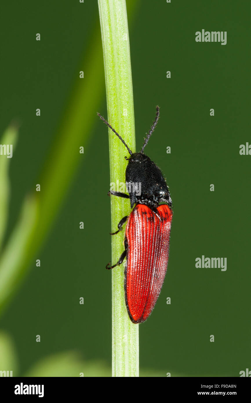 Elateridae hi-res stock photography and images - Page 2 - Alamy