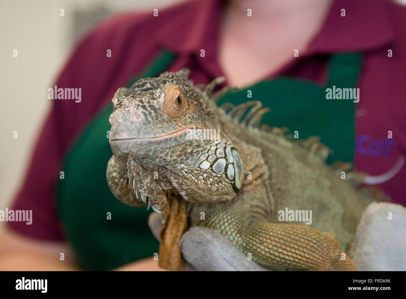 Iguana (green..?) Stock Photo
