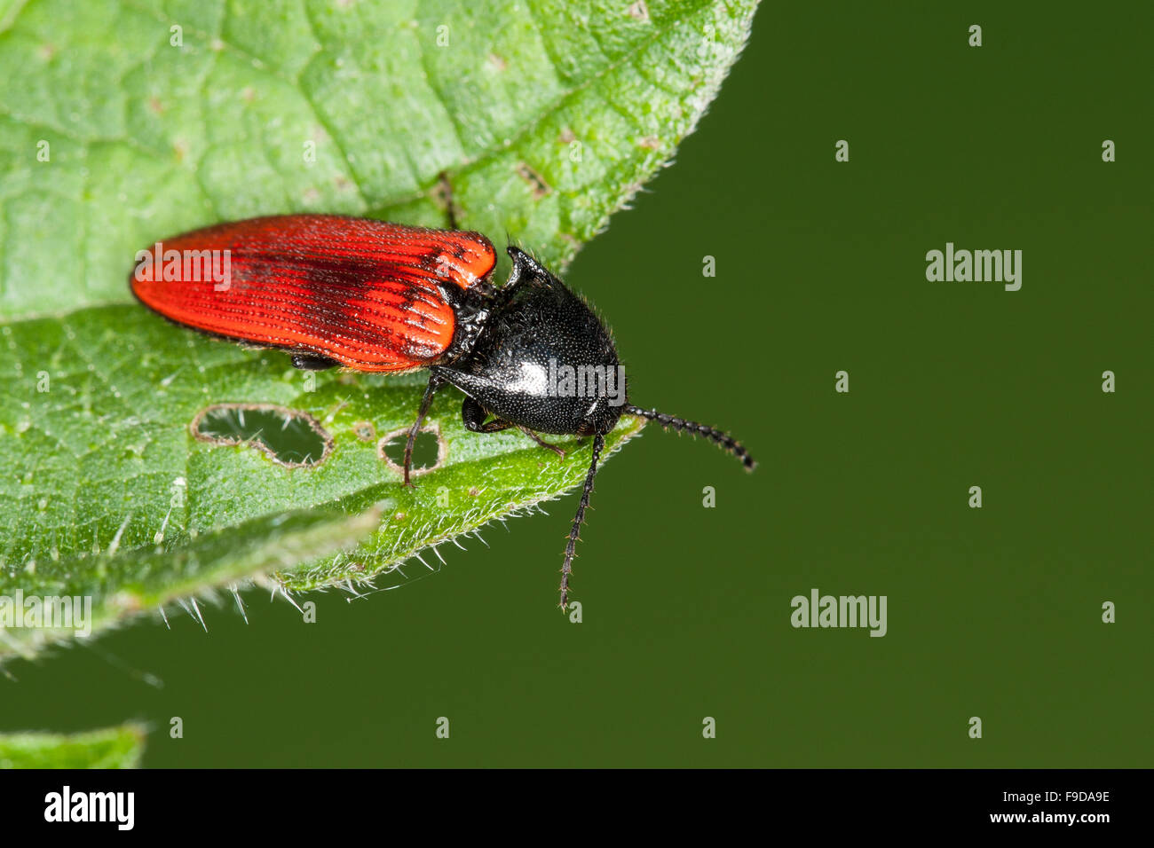 Cardinal click beetle, Roter Schnellkäfer, Rotdecken-Schnellkäfer, Ampedus spec., Schnellkäfer, Elateridae, Click beetles Stock Photo