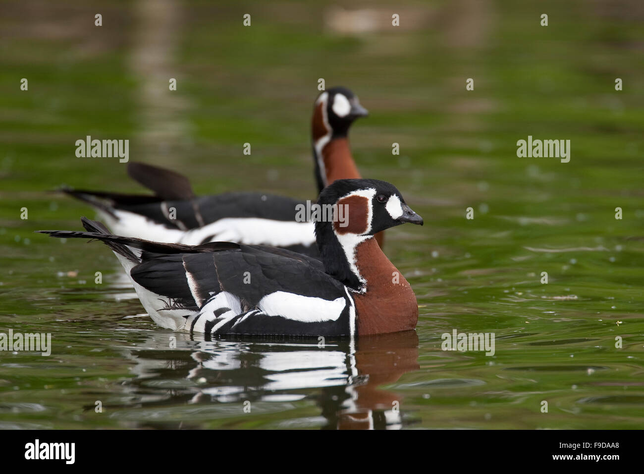 Red-breasted goose, Rothalsgans, Rothals-Gans, Gans, Branta ruficollis, Rufibrenta ruficollis, La bernache à cou roux Stock Photo