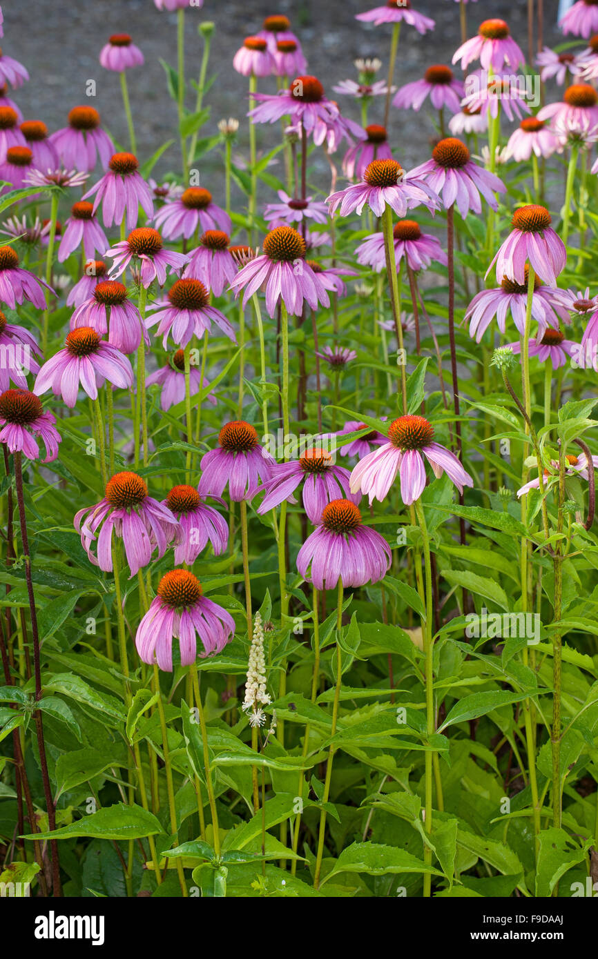 Purple Cone Flower, coneflower, Roter Sonnenhut, Purpur-Sonnenhut, Echinacea purpurea, Rudbeckia purpurea, Brauneria purpurea Stock Photo
