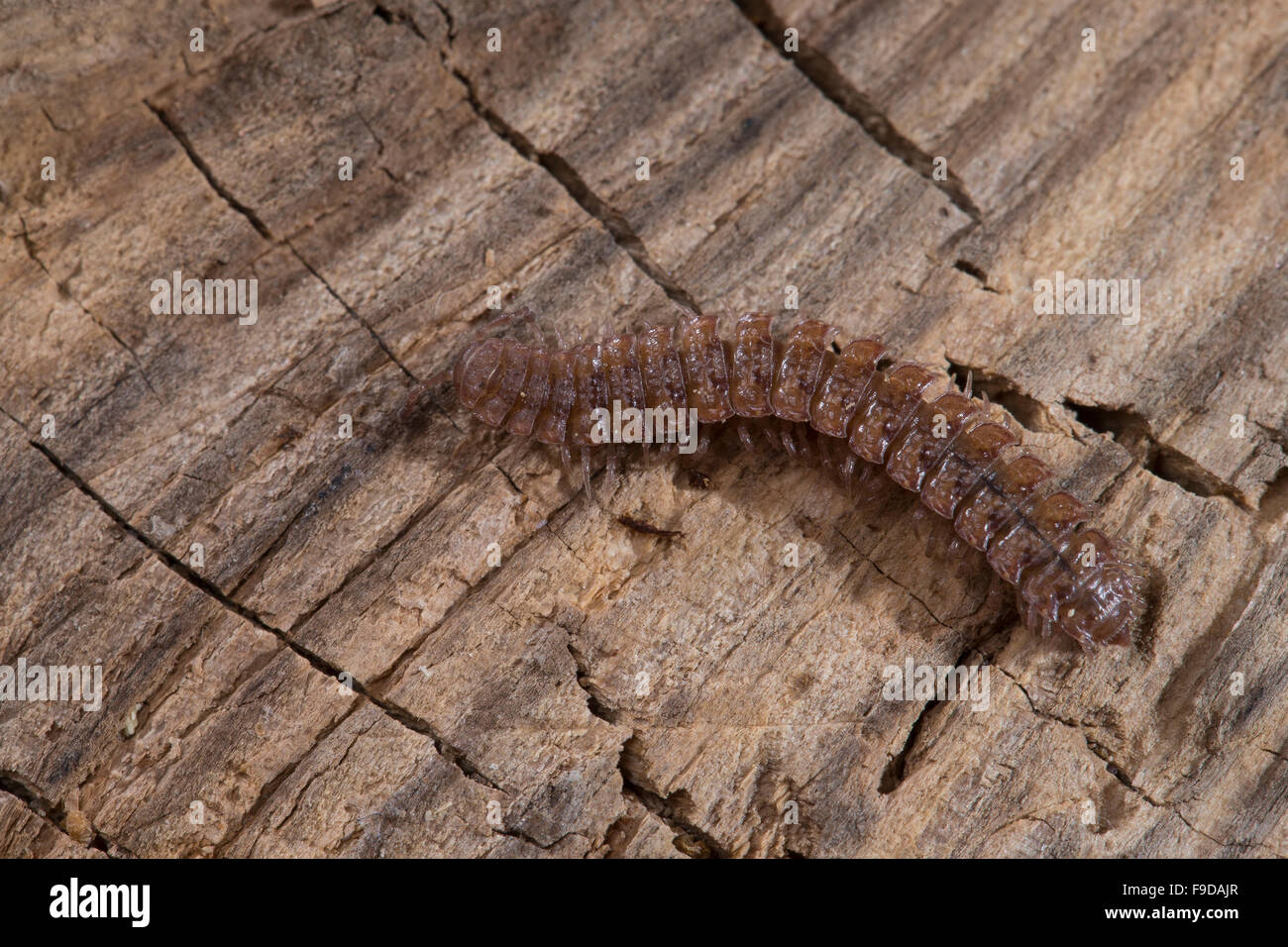 Polydesmus Complanatus High Resolution Stock Photography and Images - Alamy