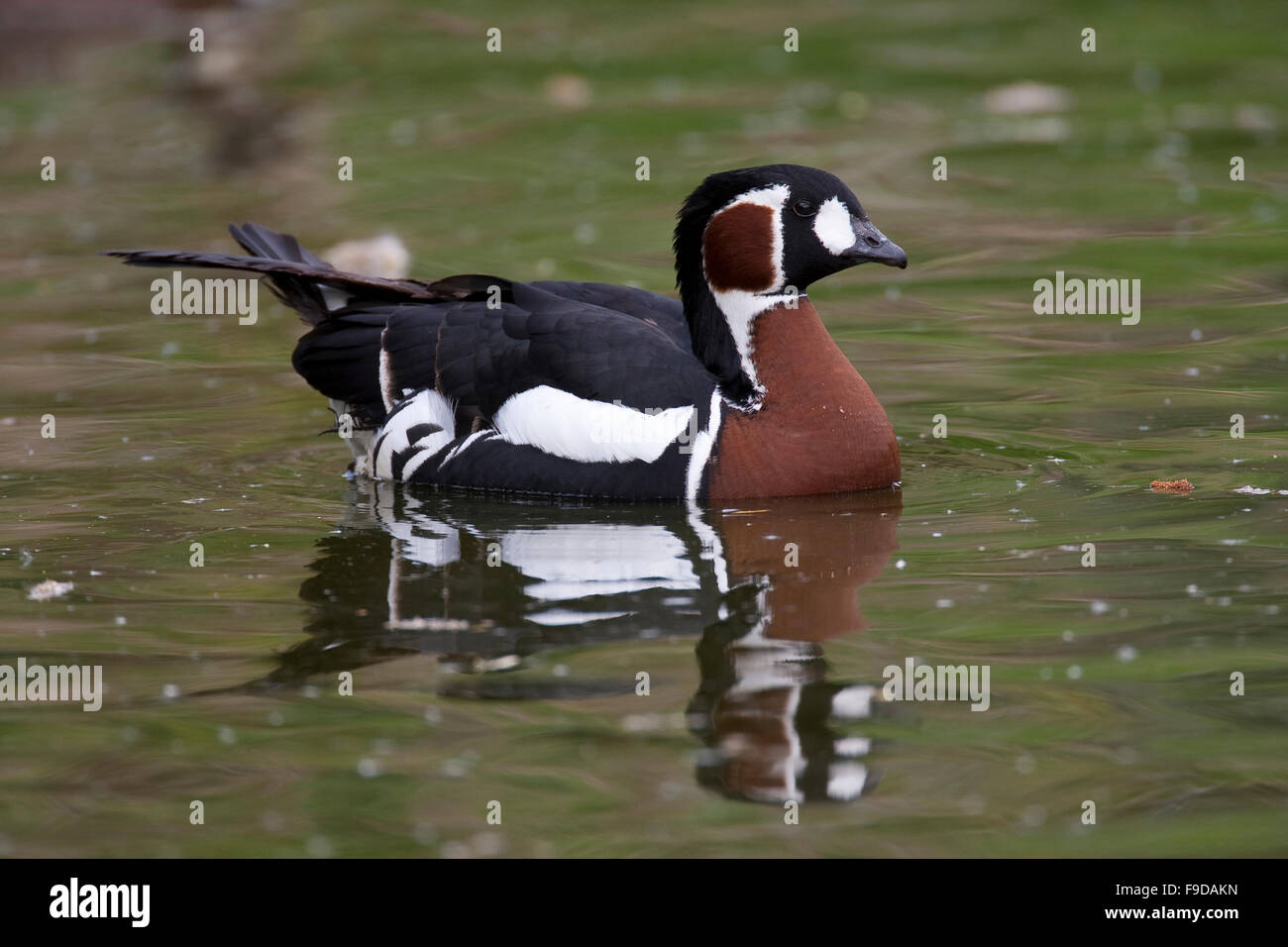 Red-breasted goose, Rothalsgans, Rothals-Gans, Gans, Branta ruficollis, Rufibrenta ruficollis, La bernache à cou roux Stock Photo