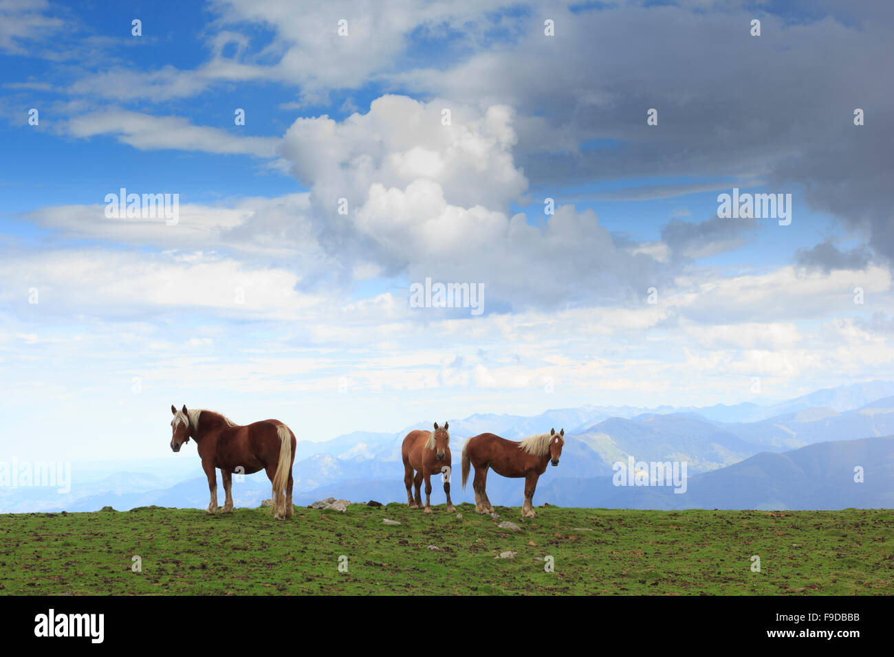 Family of horses Stock Photo - Alamy