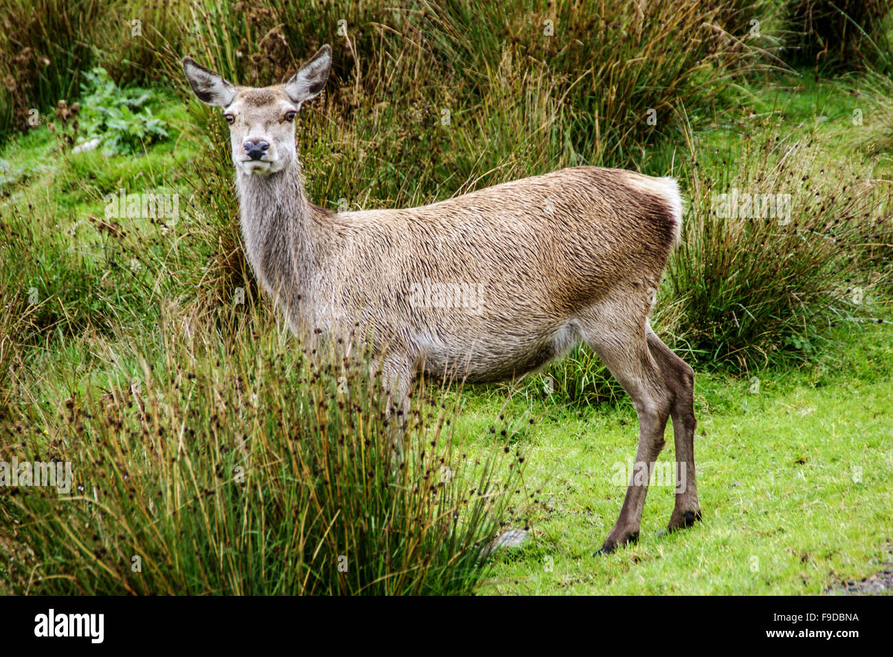 Deedar Rind red deer hind Stock Photo - Alamy