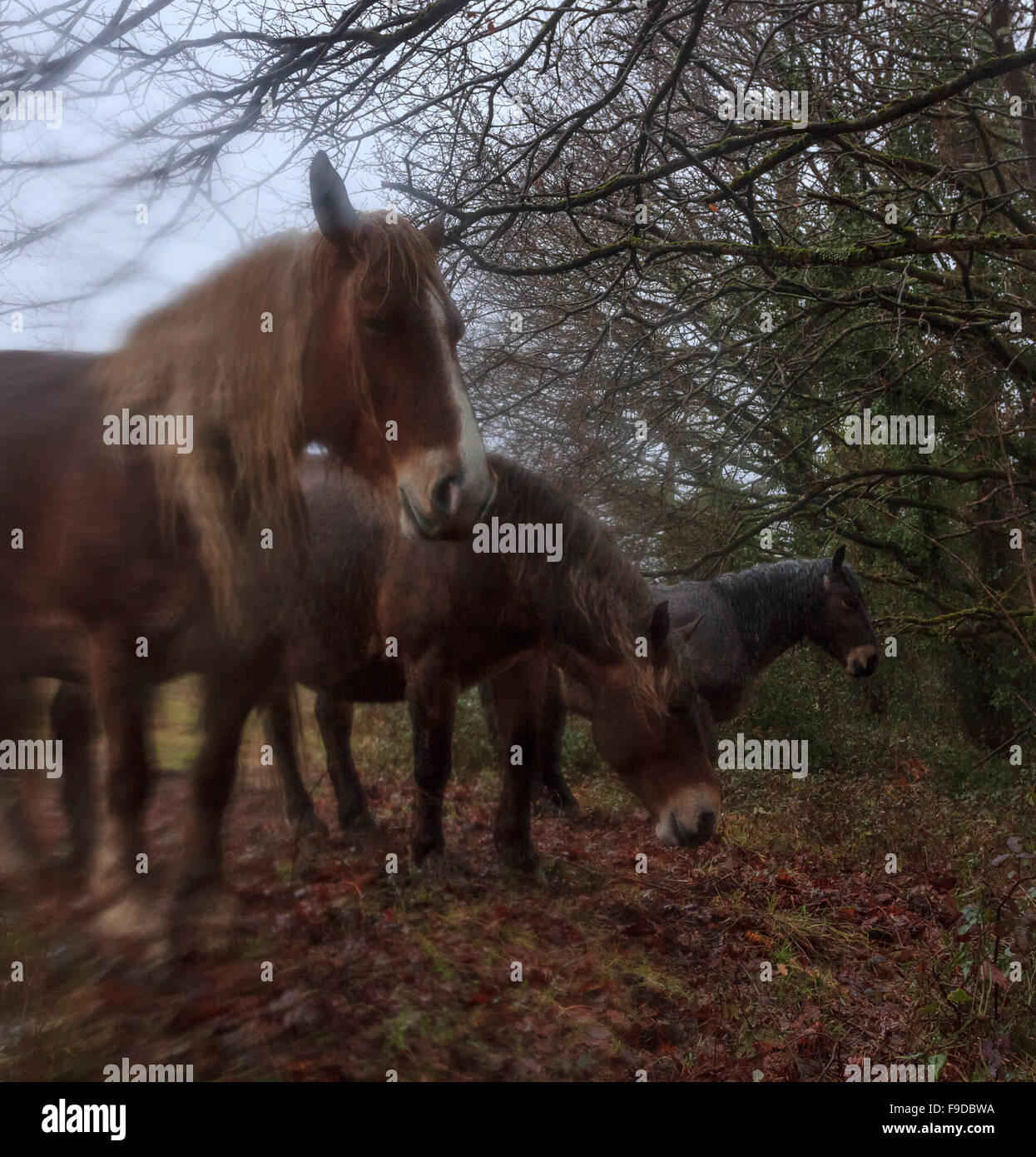 Horses in rainy forest Stock Photo Alamy