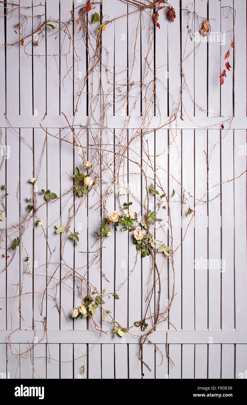 White wooden fence twined with roses in studio Stock Photo